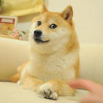 Shiba Include Doge