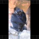 Monkey Thinking Meme | Thinking Meme | Funny Memes 2025
