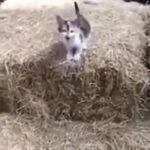 I believe I can fly | Funny cat | Cat Clip