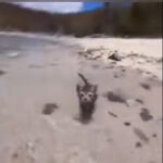 Look Look I can swim | Funny cat clip