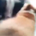 I can bark at once twice |Funny dog |Funny clip