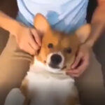 Am not your doll am you dog | Funny dog clip