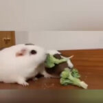 What did i do | Funny mice | Funny clip