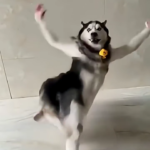 Husky Dancing Meme – Viral Dog Troll Trend Download Now