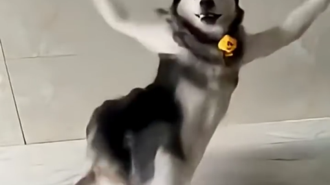Husky Dancing Meme – Viral Dog Troll Trend Download Now