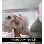 Mouse Thinking | Mouse Confused | Meme Download