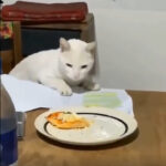 That is not mine ok am leaving | Viral Meme | Viral Template