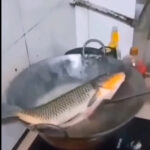 i can swim any where | Viral Meme Template | Meme Clip