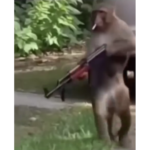 Monkey Meme
