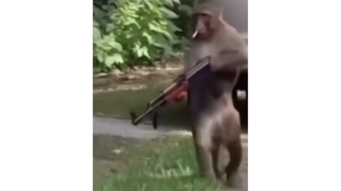 Monkey Meme