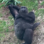 Monkey-Relaxing