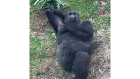 Monkey-Relaxing