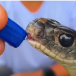 snake feeding meme, corporate meme, water drinking snake meme, funny snake meme, office meme, corporate life meme, toxic workplace meme, funny office reaction, employee meme, salary meme, funny corporate video, snake drinking water meme, viral snake meme, funny animal meme, comedy reaction clip, meme template download, funny workplace meme, office stress meme, indian corporate meme, trending meme video, reaction meme template, funny short meme, whatsapp meme video, instagram reel meme, meme sound effect, 4k meme template, funny reaction meme, viral comedy clip, meme download, reaction video meme