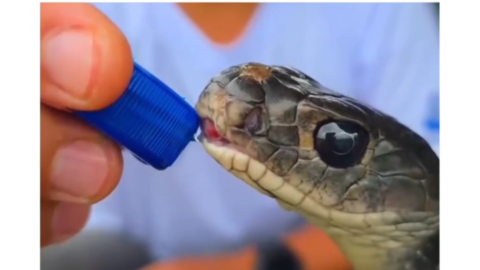 snake feeding meme, corporate meme, water drinking snake meme, funny snake meme, office meme, corporate life meme, toxic workplace meme, funny office reaction, employee meme, salary meme, funny corporate video, snake drinking water meme, viral snake meme, funny animal meme, comedy reaction clip, meme template download, funny workplace meme, office stress meme, indian corporate meme, trending meme video, reaction meme template, funny short meme, whatsapp meme video, instagram reel meme, meme sound effect, 4k meme template, funny reaction meme, viral comedy clip, meme download, reaction video meme
