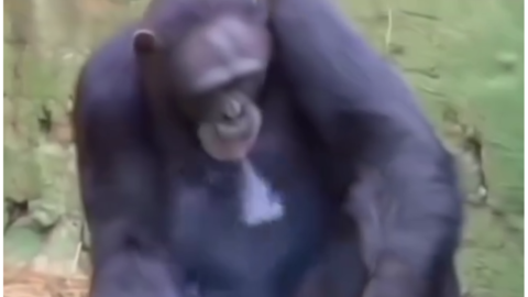 Just Chill Meme